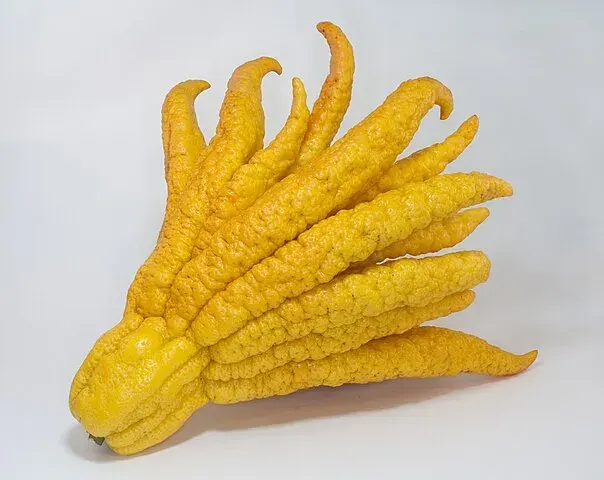 Photo of a yellow fruit with the ends curling out like fingers.